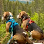 dog harness