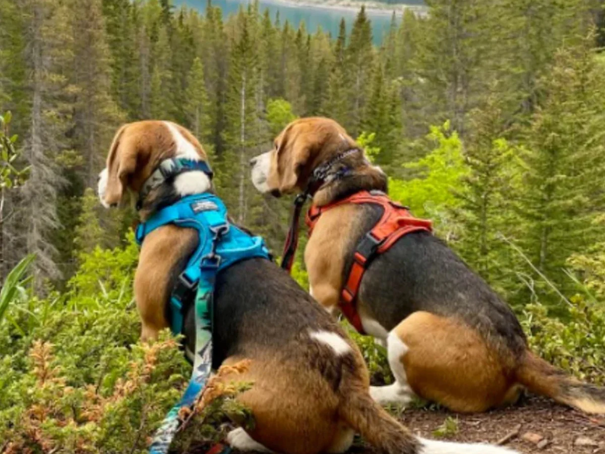 Know how to choose a hiking dog harness to elevate your adventure